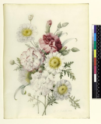 Bunch of Mixed Carnations and White Marigolds by Pierre Joseph Redouté